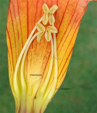  Stamens and staminode